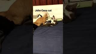 John cena cat