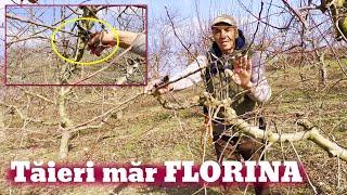 Tăieri la mărul Florina