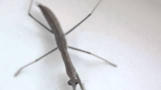 Praying Mantis vs. Centipede