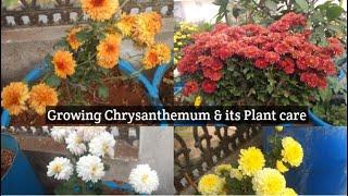 Chrysanthemum plant care | Organic ways to get Rid of Black Insects/Aphids