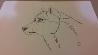 How to draw a wolf head side view