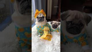 Dressing up my BABY SISTER as ME! 🩵 #pug #dog #puppy #cute