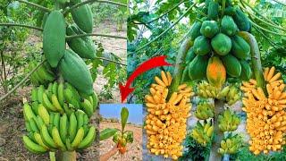 Strange story, papaya tree, banana fruit |How Grafting Papaya with Banana produces the most fruit