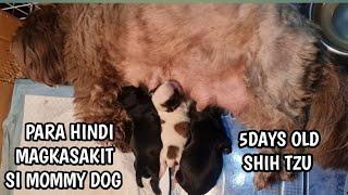 PAANO ALAGAAN ANG BAGONG PANGANAK  NA ASO, 5DAYS OLD SHIH TZU PUPPIES