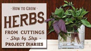  How to: Grow Herbs from Cuttings (A Complete Step by Step Guide)