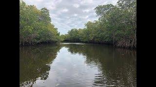 Climate change pushes Florida's mangroves north