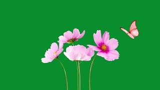 flower green screen effect | flower green screen animation | green screen flower