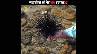 इनपर गलती से भी कदम मत रखना  | Never Step On a Sea Urchin | The Fact | #shorts #ytshorts