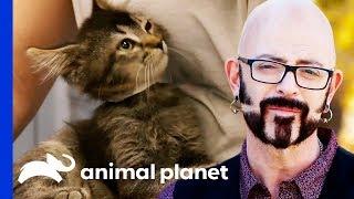 Jackson Galaxy Is On A Mission To Rehome 50 Adorable Kittens! | My Cat From Hell