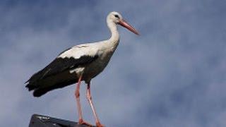 Կենդանաբանական այգու ԱԶԱՏ արագիլները / FREE storks of Yerevan Zoo