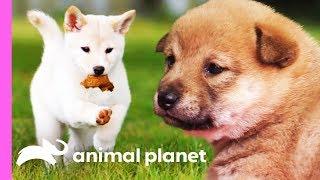 Mischievous Shiba Inu Pup Gets Her Sisters In On The Fun! | Too Cute!