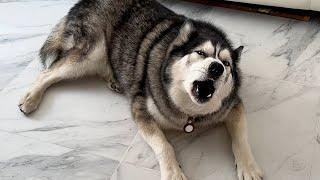 I Left My Husky With My sister And He Told Me Off For it!