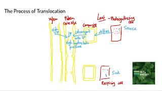 Mass Flow Theory of Translocation (A Level Biology)