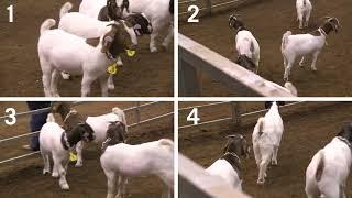 4-H Goat Judging: Example 4- Breeding Does