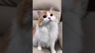 clicks #entertainment #comedy #funny #viralvideo #cat