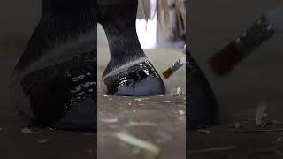 Nothing more satisfying  #horse #satisfying #asmr