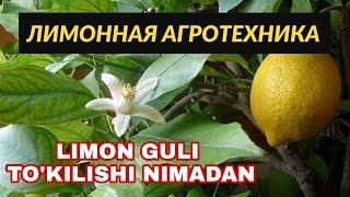 ЛИМОННЫЙ УХОД ЛИМОН ГУЛИНИ ТУКИЛИШИ LIMON ETISHTIRISH ЛИМОН ПАРВАРИШИ выращивание лимона из косточки