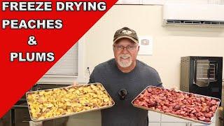 Preserving Orchard Fresh Peaches And Plums With The Cube Freeze Dryer