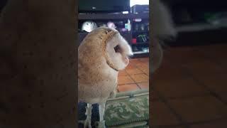 Quincy the barn owl likes to talk