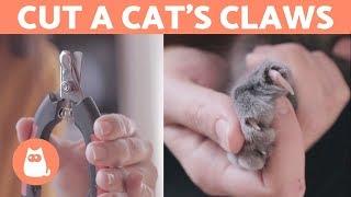 How to Cut a Cat's Nails?  STEP-BY-STEP Guide
