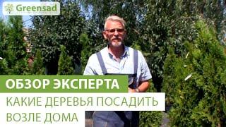 Какие деревья посадить возле дома