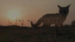 INDIAN FOX | INDIAN WILDLIFE | WILDLIFE DOCUMENTRY