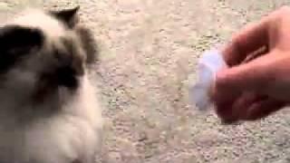 Гималайский кот говорит по фрацузски
