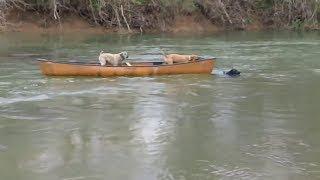 Heroic Labrador rescues two dogs trapped in canoe