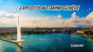 Exposition Canine Genève 2023 - SUNDAY