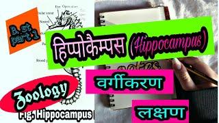 हिप्पोकैम्पस (Hippocampus) वर्गीकरण / लक्षण ।B.sc part 1 zoology .