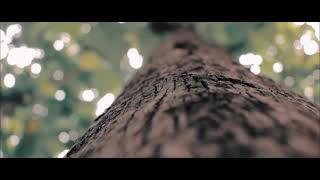 Short Cinematic Video Canon 600D/t3i 2021 - The Forest