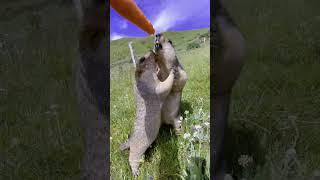 Cute wild animals bobak marmot  31