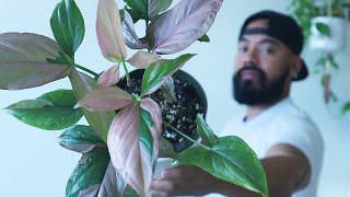 How To Care and Propagate Syngoniums | Arrowhead Plant Care Tips 2021