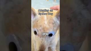 Heartwarming Adoption of an Eyeless Dog | Pet Animals