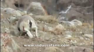 Blue Sheep hunt in Shimshal Valley- world's most dangerous road!