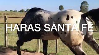 Appaloosa Horses of Haras Santa Fe PART TWO
