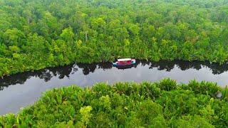 UNFORGETTABLE Jungle River Adventure in Tajung Puting , Borneo | Things to do in Indonesia 2024