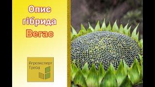 Соняшник Вегас , опис гібриду  - насіння в Україні