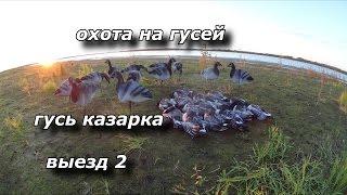 Охота на гусей. ГУСЬ КАЗАРКА. Выезд 2. GOOSE HUNTING!!!