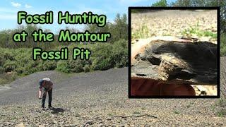 Fossil Hunting at the Montour Fossil Pit