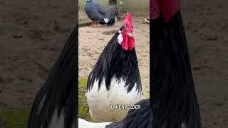 THE BEST ROOSTERS 10 different chicken breeds crowing for comparison Australorp Silkie Marans Serama