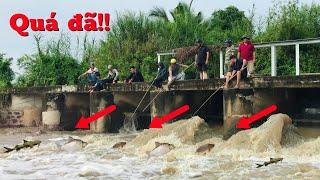 Xả đập mùa lũ cả làng ùa ra câu cá lăng,bắt cá suối cực đông vui | Tập14