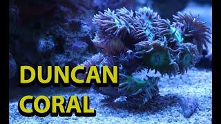 Duncan Coral Tips & Tricks