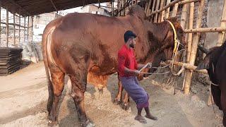 Biggest cow in Bangladesh | Sadeeq Agro Cattle Farm 2021