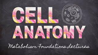 Cell Anatomy for Metabolism | Part 6 Metabolism Foundations | Nourishable Macronutrients Lecture 16