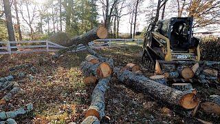 Tree Cleanup at Horse Farm