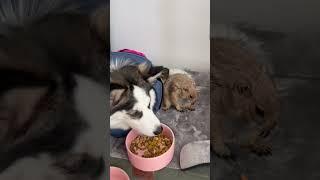 Just a couple of P’s enjoying some lunch ️ #poppytheprairiedog #prairiedog #pomsky