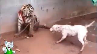 Тигр в Деле / Тигр против Слона, Собаки, Крокодила, Буйвола