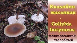 Коллибия масляная  - Collybia butyracea позднеосенний съедобный гриб.