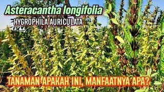 MENGENAL TANAMAN Asteracantha longifolia DAN MANFAATNYA ( BAHASA INDONESIA ) | Hygrophila auriculata